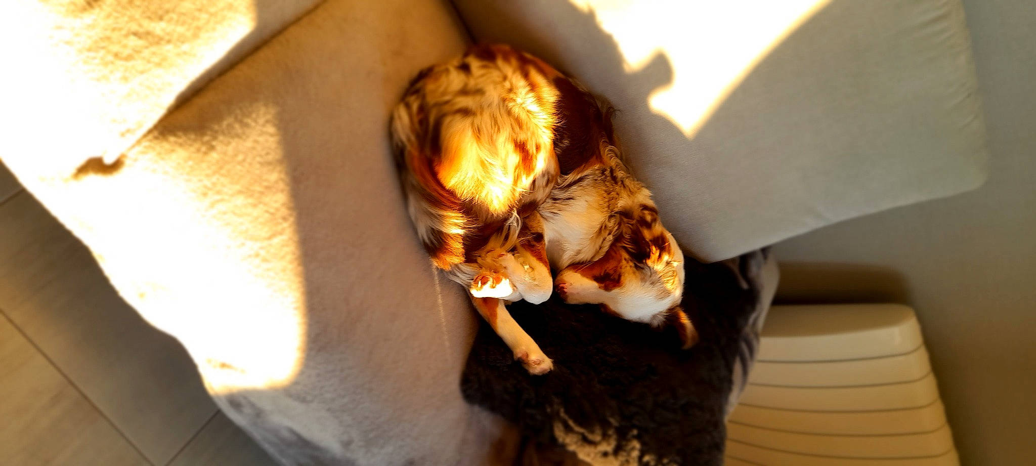 Thaïs participe au concours pour gagner de l'argent avec cette photo : carnivore, cat, claw, comfort, companion_dog, dog_breed, domestic_short_haired_cat, fawn, felidae, fur, human_leg, nail, paw, room, small_to_medium_sized_cats, snout, sporting_group, tail, whiskers, wood