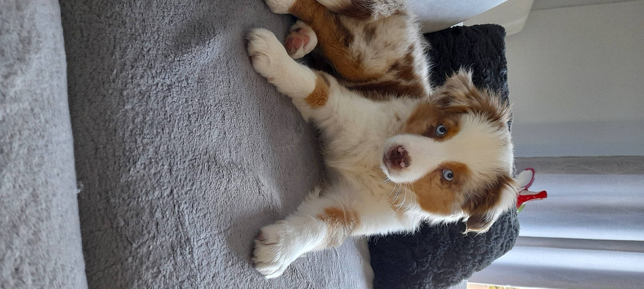 Thaïs participe au concours pour gagner de l'argent avec cette photo : canidae, carnivore, claw, companion_dog, dog, dog_breed, felidae, fur, herding_dog, paw, puppy, small_to_medium_sized_cats, sporting_group, tail, terrestrial_animal, toy_dog, whiskers, working_animal, working_dog