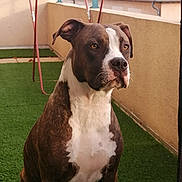 Raya a rejoint le concours — aidez-le/la à gagner de superbes lots ! alert, animal, artificial_grass, balcony, brindle, canine, clothesline, daylight, dog, ears, fence, fur, nose, outdoor, pet, portrait, sitting, wall, watchful, white_chest