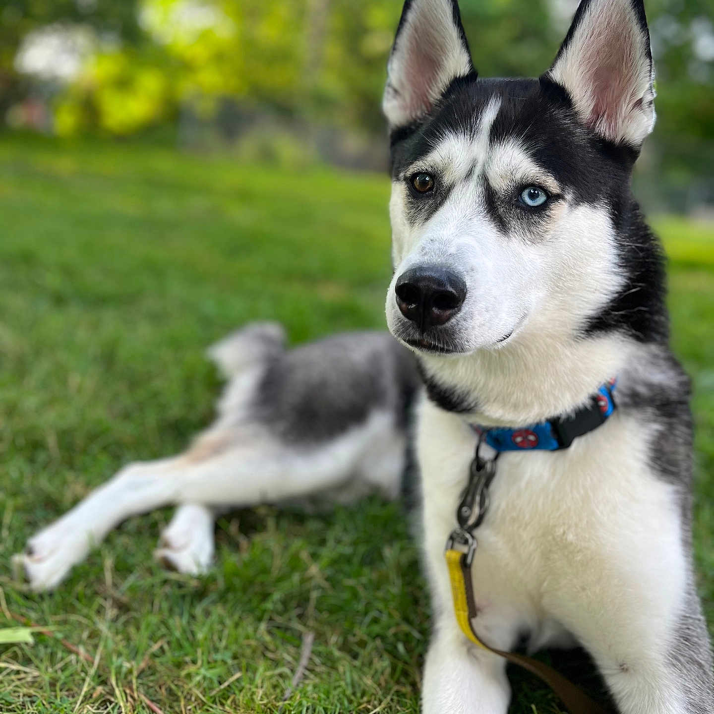 Winston joined the competition — help win amazing prizes! accessories, animal, canine, dog, eskimodog, field, grass, grassland, hound, husky, lawn, leash, nature, outdoors, pet, plant, puppy, snout, strap, whitedog
