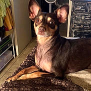 Rosie joined the competition — help win amazing prizes! animal, blanket, brown, canine, closeup, companion, cute, dog, domestic, ears, fan, floor, furniture, home, indoor, looking, pet, resting, small_dog, tile_floor