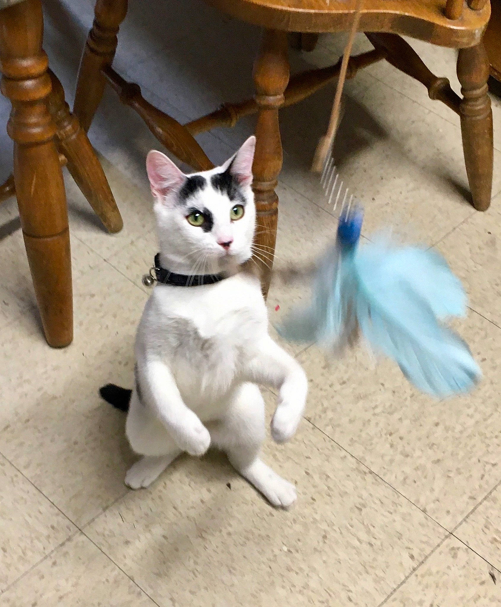 Oreo is registered to the contest to win money with this photo: carnivore, cat, chair, claw, domestic_short_haired_cat, door, fawn, felidae, flooring, fur, grey, paw, small_to_medium_sized_cats, snout, table, tail, whiskers, white, window, wood