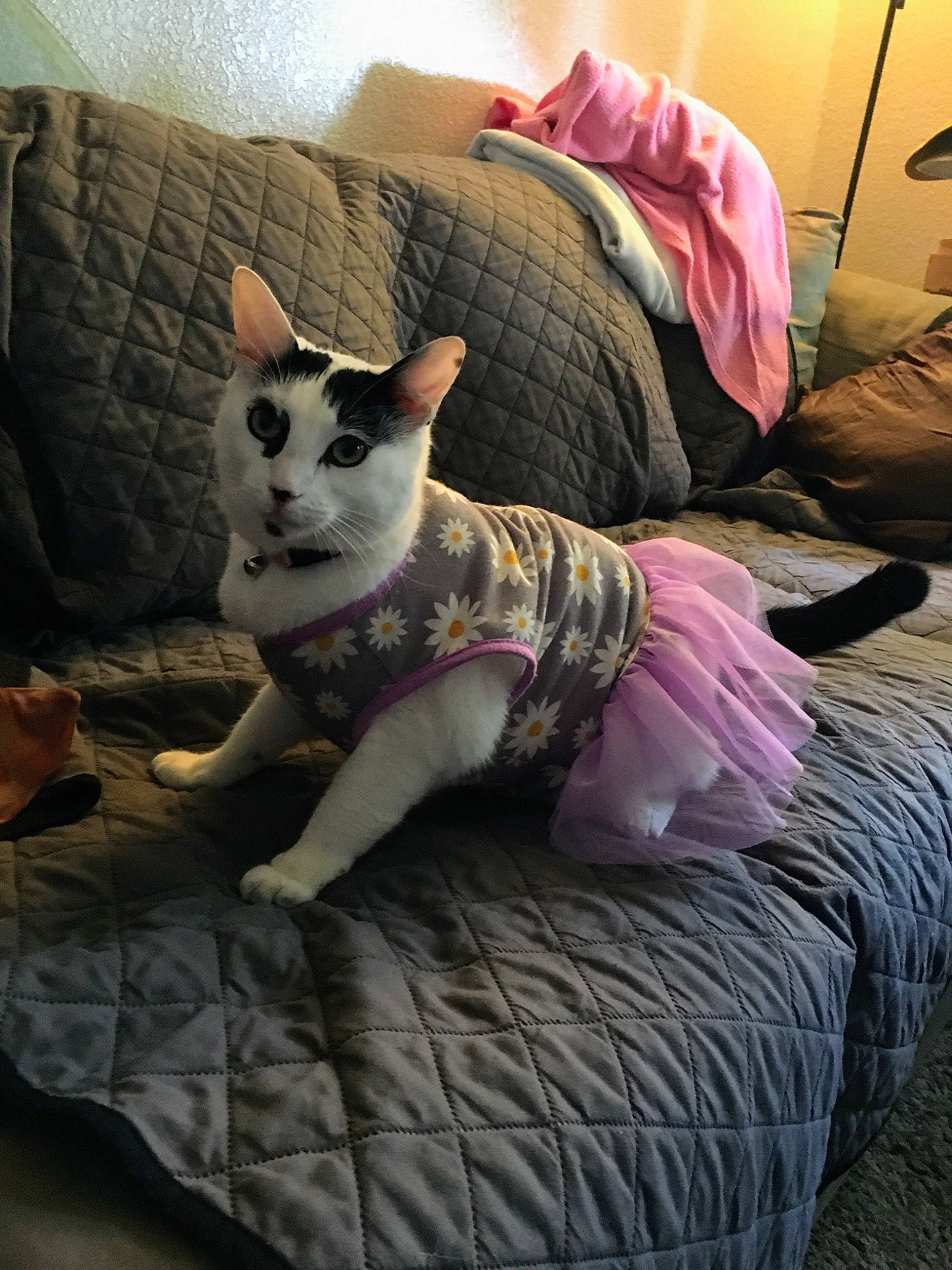 Oreo is registered to the contest to win money with this photo: bed, bedding, carnivore, cat, comfort, companion_dog, couch, fawn, felidae, fur, furniture, grey, lap, linens, pink, sitting, small_to_medium_sized_cats, snout, tail, whiskers