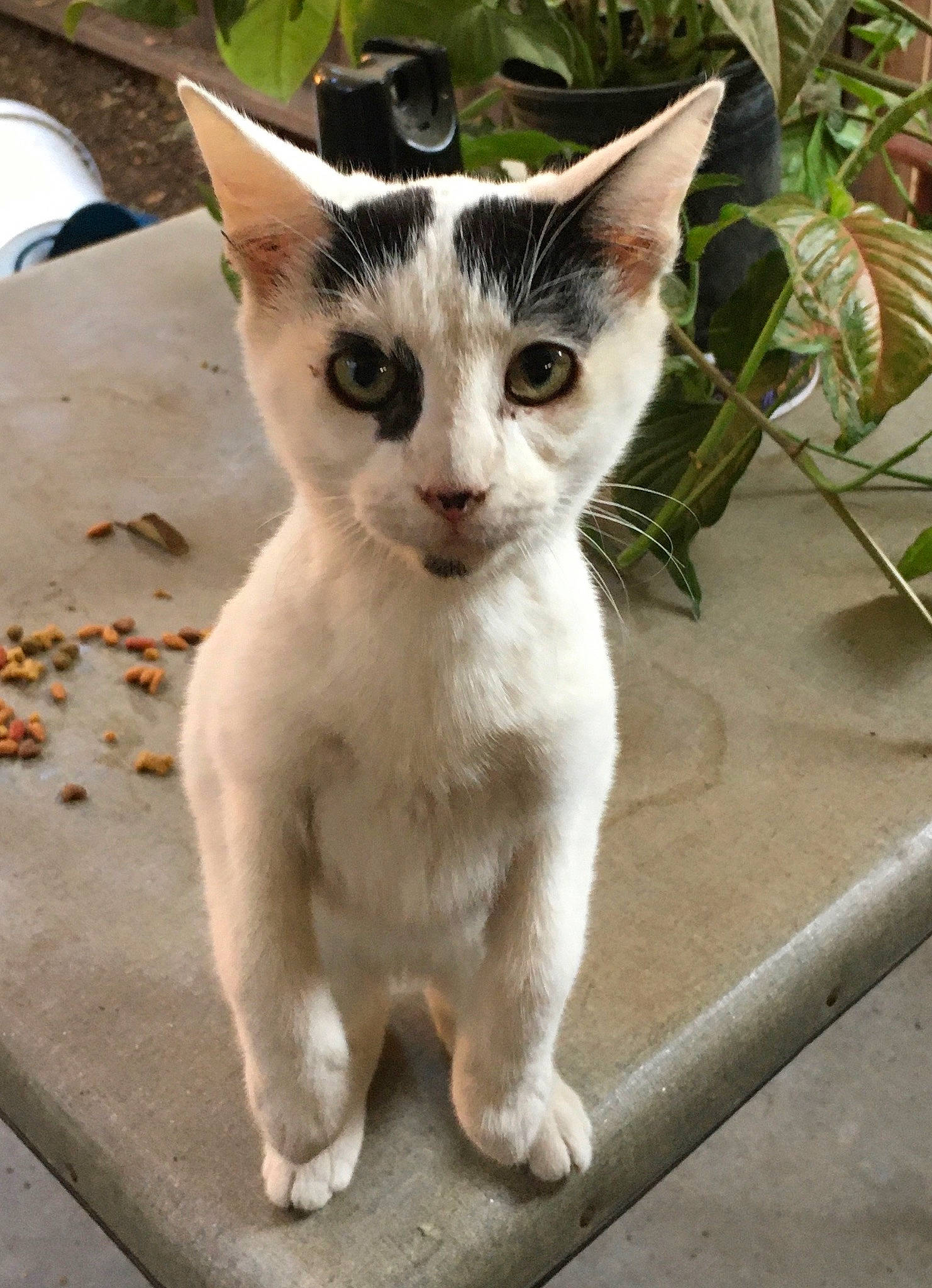 Oreo joined the competition — help win amazing prizes! carnivore, cat, claw, domestic_short_haired_cat, fawn, felidae, flowerpot, fur, houseplant, paw, plant, small_to_medium_sized_cats, snout, tail, thai, whiskers