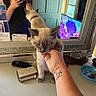 Prince is registered to the contest to win money with this photo: blue_eyes, bowl, cat, clothing, door, dressing_table, food, furniture, hand, indoor, light, mirror, person, reflection, remote_control, selfie, tattoo, tattooed_arm, television, wallet