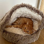 Ubert participe au concours pour gagner de l'argent avec cette photo : cat, orange_tabby, pet_bed, fluffy, cozy, indoor, wooden_floor, resting, feline, scratching_post, fur_texture, relaxed, animal, cute, home, domestic, sleepy, comfort, cave_bed, soft