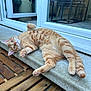 cat, orange_tabby, pet, relaxed, indoor, outdoor, concrete, wooden_floor, glass_door, reflection, scratching_post, furniture, curious, paws, tail, lying_down, closeup, eyes, whiskers, cozy