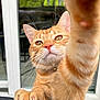 Ubert participe au concours pour gagner de l'argent avec cette photo : cat, orange_tabby, paw, whiskers, curious, pet, indoor, window, glass_door, reflection, fur, close_up, animal, domestic_cat, yellow_eyes, outdoor_view, table, claw, collar, playful