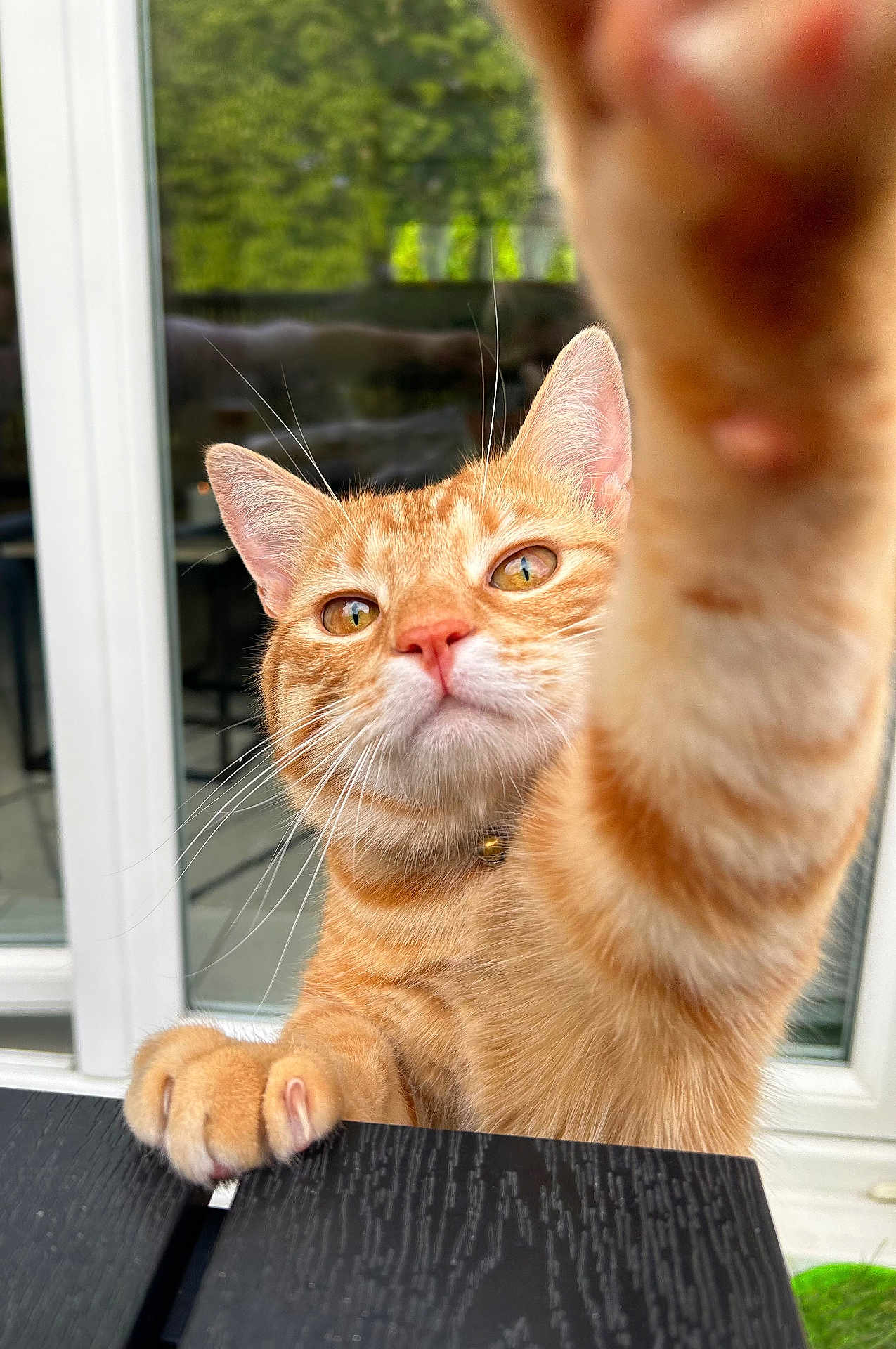 Ubert participe au concours pour gagner de l'argent avec cette photo : cat, orange_tabby, paw, whiskers, curious, pet, indoor, window, glass_door, reflection, fur, close_up, animal, domestic_cat, yellow_eyes, outdoor_view, table, claw, collar, playful
