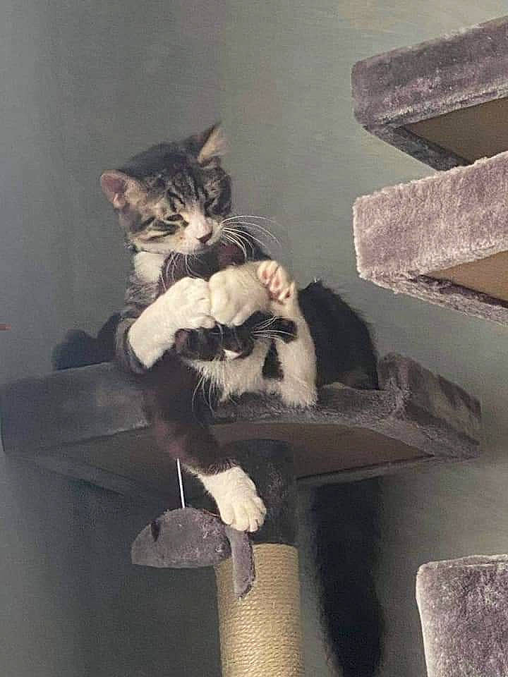 Scooter is registered to the contest to win money with this photo: carnivore, cat, comfort, domestic_short_haired_cat, eye, felidae, flash_photography, fur, grey, monochrome, monochrome_photography, room, sitting, small_to_medium_sized_cats, stairs, tail, vintage_clothing, whiskers, window, wood