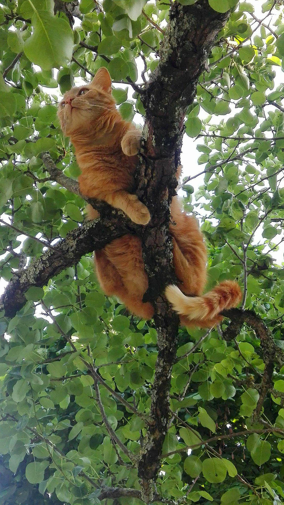 Aramis a rejoint le concours — aidez-le/la à gagner de superbes lots ! birch_family, branch, carnivore, felidae, fur, jungle, northern_hardwood_forest, plant, plant_stem, rodent, small_to_medium_sized_cats, squirrel, tail, terrestrial_animal, tree, trunk, twig, whiskers, wildlife, wood