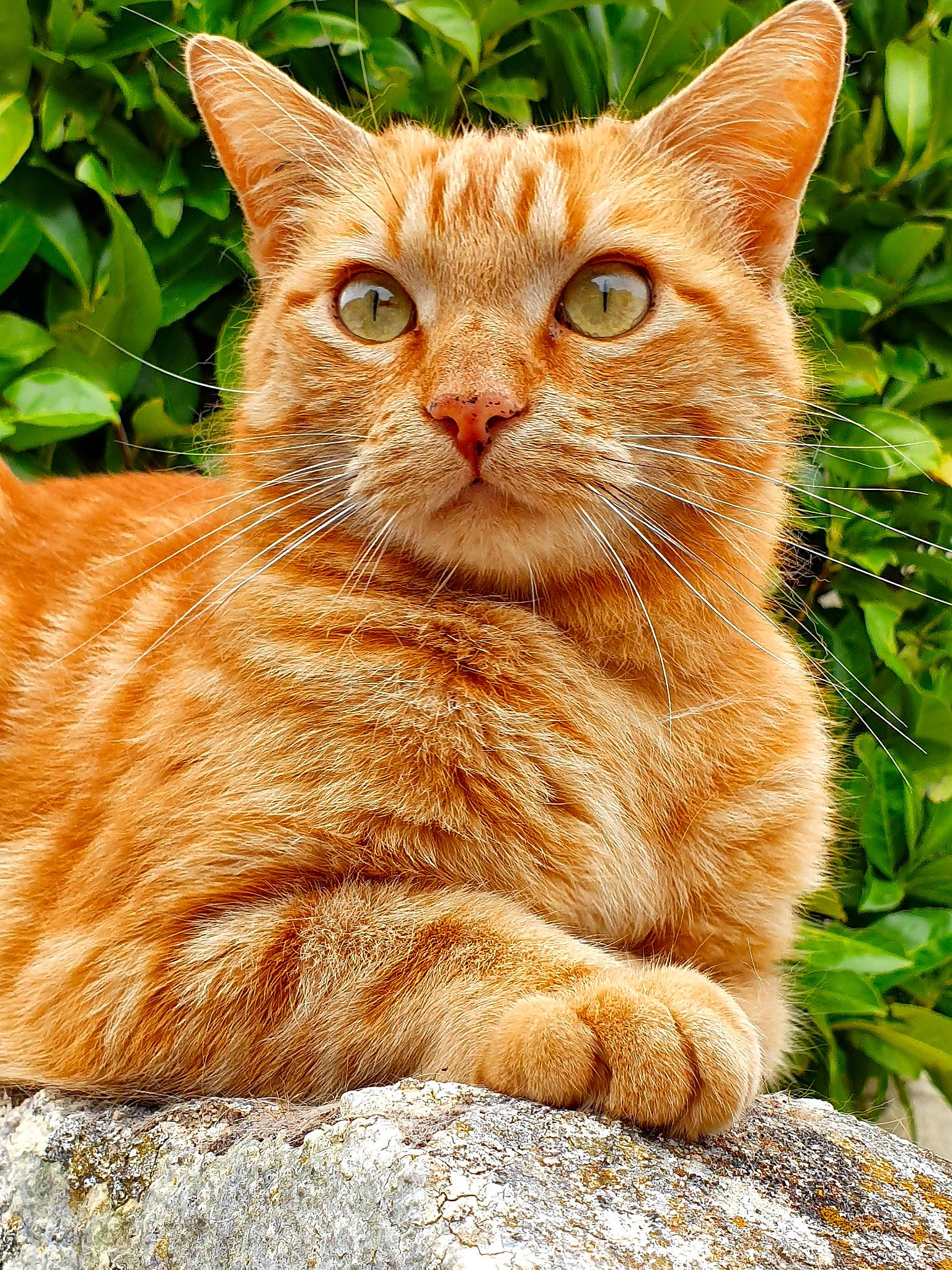 Aramis a rejoint le concours — aidez-le/la à gagner de superbes lots ! carnivore, cat, domestic_short_haired_cat, fawn, felidae, fur, grass, groundcover, paw, plant, small_to_medium_sized_cats, snout, tail, terrestrial_animal, tree, whiskers, wildlife