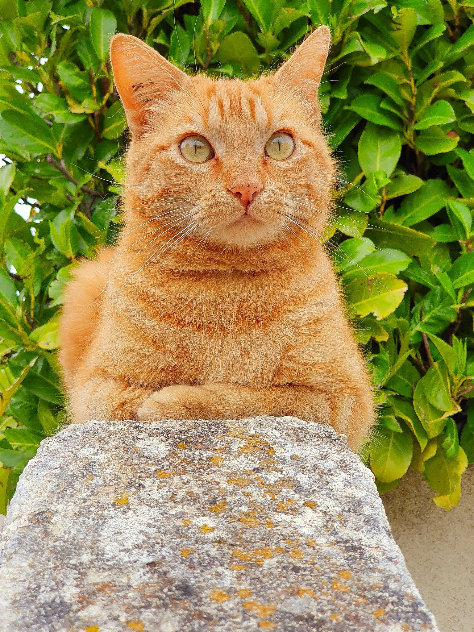 Aramis a rejoint le concours — aidez-le/la à gagner de superbes lots ! art, brick, carnivore, cat, domestic_short_haired_cat, eye, fawn, felidae, fur, grass, plant, road_surface, small_to_medium_sized_cats, snout, tail, terrestrial_animal, tree, whiskers, window, wood