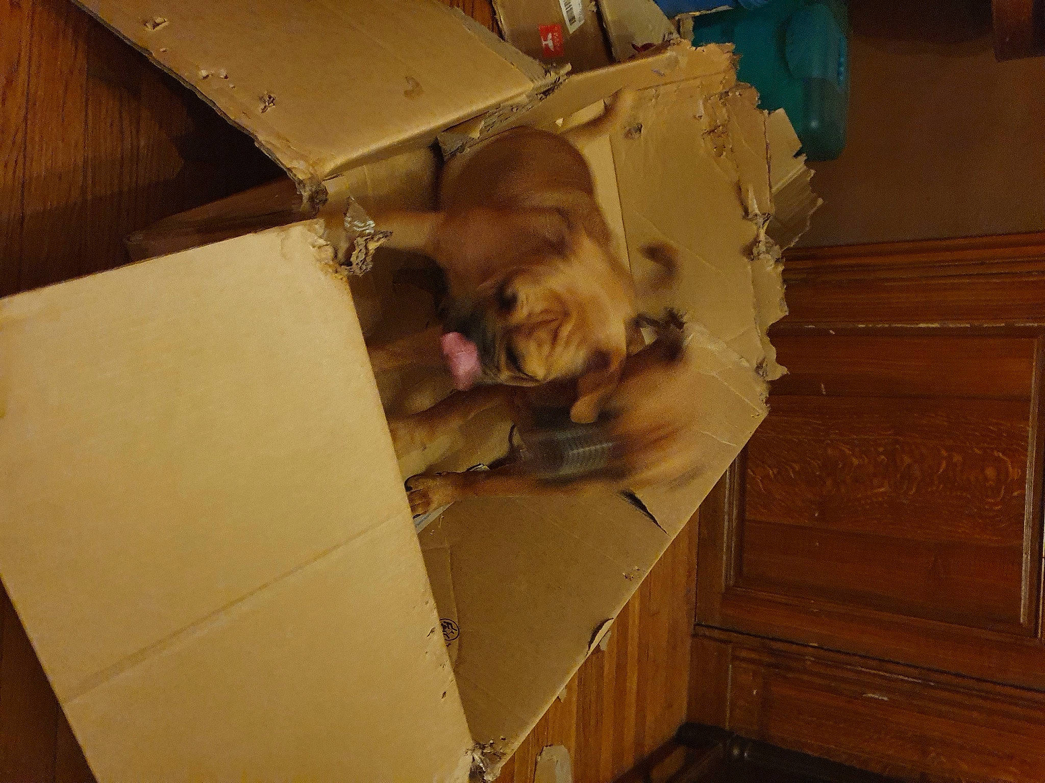 Taiga a rejoint le concours — aidez-le/la à gagner de superbes lots ! box, brown, cardboard, carton, fawn, hardwood, moving, packaging_and_labeling, packing_materials, paper, paper_product, plywood, room, shipping_box, smile, varnish, wood, wood_stain