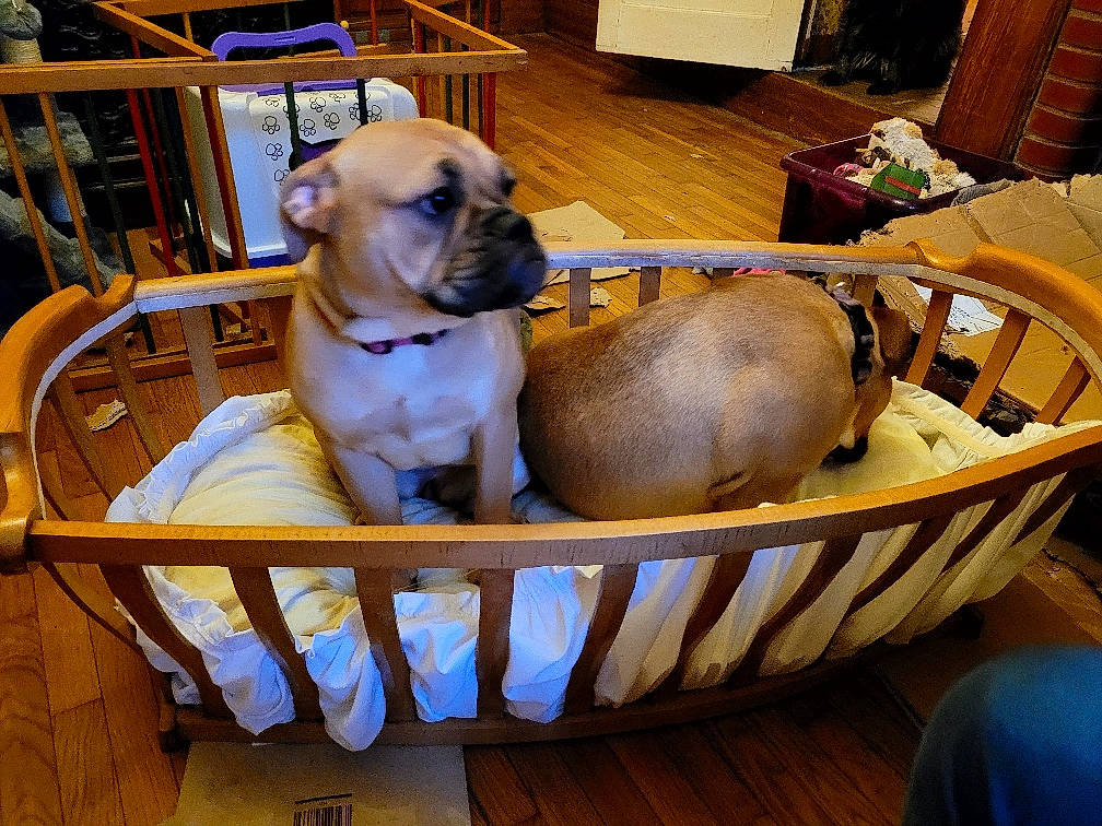 Taiga a rejoint le concours — aidez-le/la à gagner de superbes lots ! animal_shelter, cage, canidae, carnivore, chair, collar, comfort, companion_dog, dog, dog_bed, dog_breed, dog_collar, dog_supply, fawn, liver, molosser, pet_supply, snout, sporting_group, working_animal