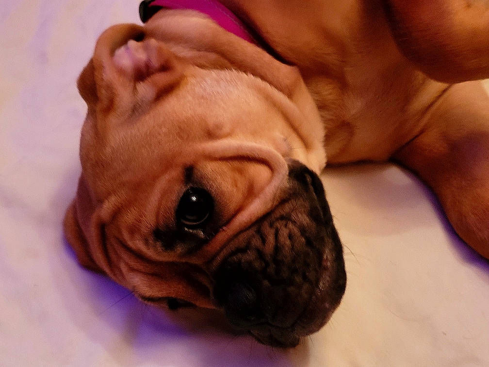 Taiga a rejoint le concours — aidez-le/la à gagner de superbes lots ! canidae, carnivore, comfort, companion_dog, dog, dog_breed, ear, eye, fawn, gesture, human_body, liver, non_sporting_group, nose, snout, sporting_group, terrestrial_animal, whiskers, working_animal, wrinkle