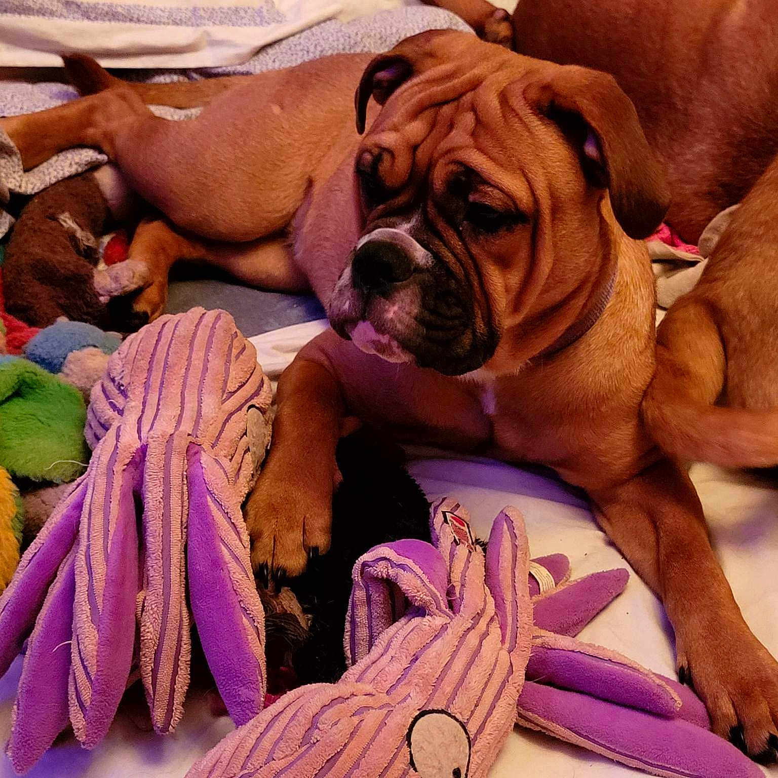 Tara