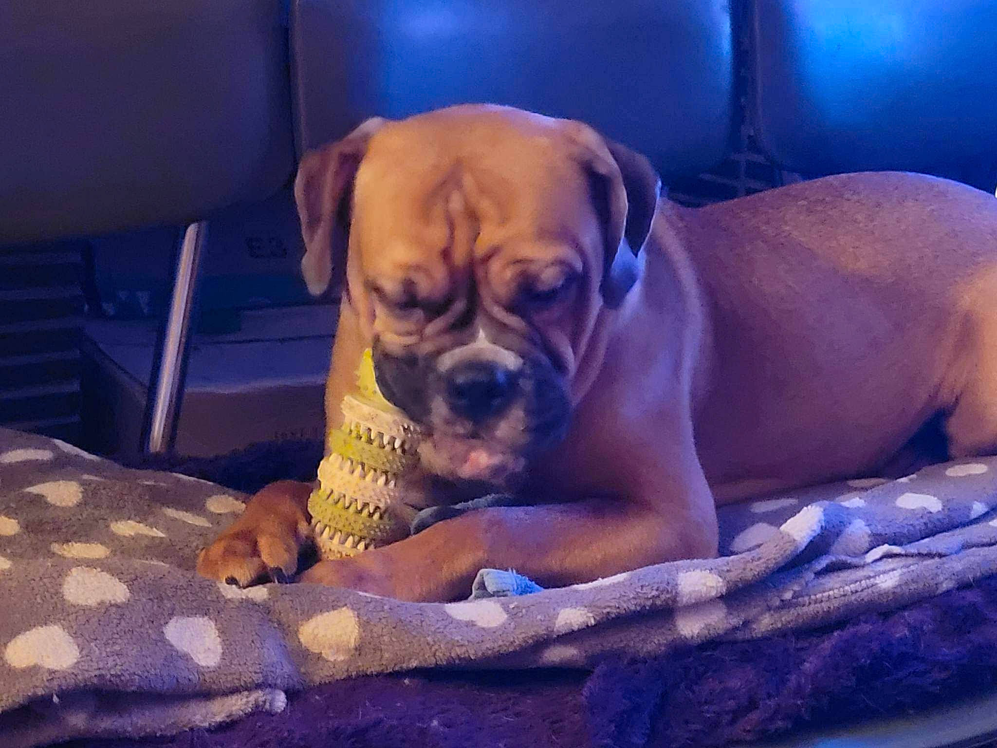 Tara participe au concours pour gagner de l'argent avec cette photo : boxer, canidae, carnivore, chair, cloud, comfort, companion_dog, dog, dog_breed, dog_supply, fawn, linens, metal, paw, puggle, snout, sporting_group, whiskers, working_animal, wrinkle