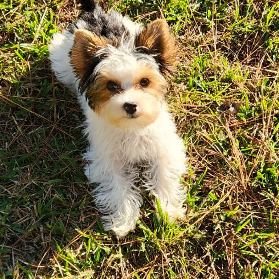 Bandit joined the competition — help win amazing prizes! accessories, animal, ball, canine, dog, field, football, grass, grassland, lawn, nature, pet, plant, poodle, puppy, soccer, soccerball, sport, strap, terrier