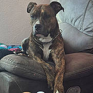 Tuko is registered to the contest to win money with this photo: dog, brindle, pet, animal, sitting, lounging, couch, recliner, leather, indoors, living_room, collar, chain_collar, white_chest, white_paws, front_legs, blanket, home, portrait, relaxed