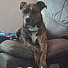 dog, brindle, pet, animal, sitting, lounging, couch, recliner, leather, indoors, living_room, collar, chain_collar, white_chest, white_paws, front_legs, blanket, home, portrait, relaxed