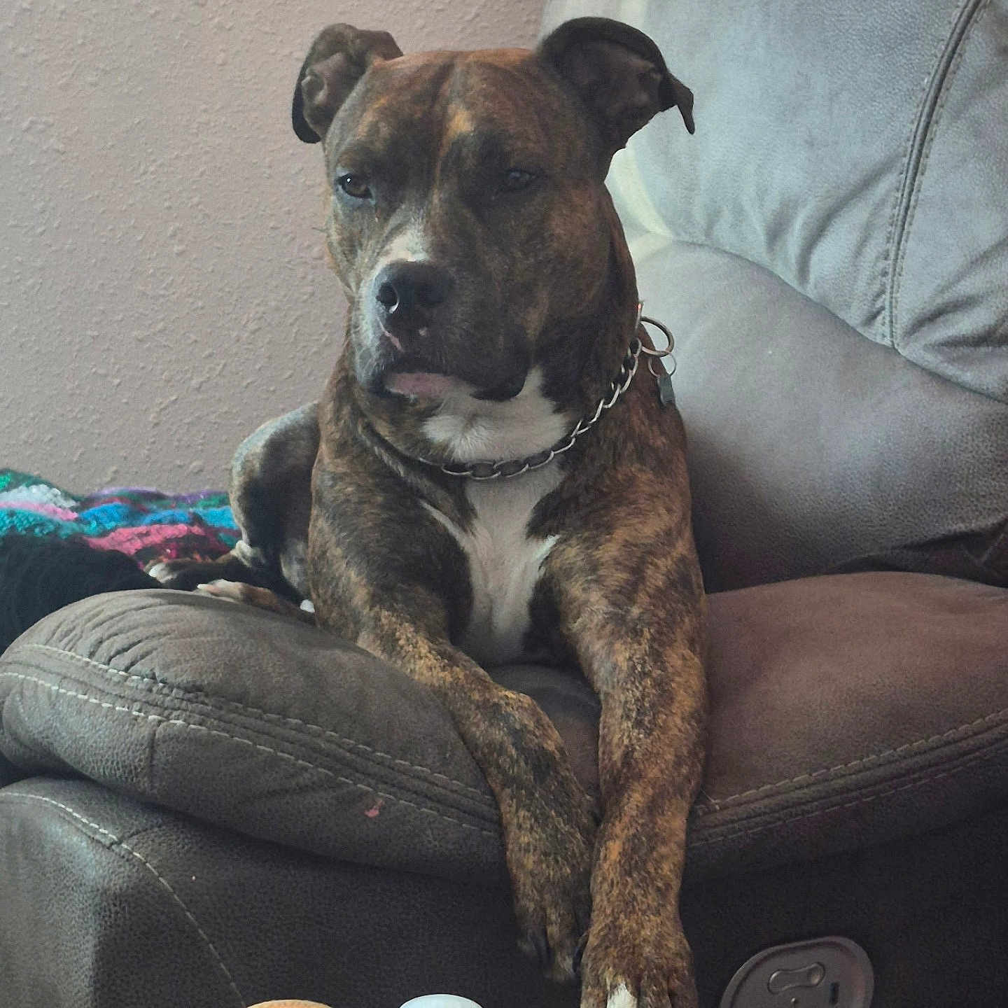 Tuko is registered to the contest to win money with this photo: dog, brindle, pet, animal, sitting, lounging, couch, recliner, leather, indoors, living_room, collar, chain_collar, white_chest, white_paws, front_legs, blanket, home, portrait, relaxed