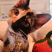 Gemini is registered to the contest to win money with this photo: cat, kitten, calico, pet, collar, charms, whiskers, ears, indoor, couch, knitted, pumpkin, decoration, cozy, closeup, curious, cute, animal, feline, portrait