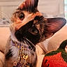 cat, kitten, calico, pet, collar, charms, whiskers, ears, indoor, couch, knitted, pumpkin, decoration, cozy, closeup, curious, cute, animal, feline, portrait
