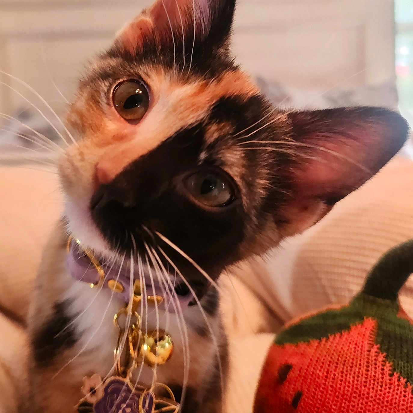 Gemini is registered to the contest to win money with this photo: cat, kitten, calico, pet, collar, charms, whiskers, ears, indoor, couch, knitted, pumpkin, decoration, cozy, closeup, curious, cute, animal, feline, portrait