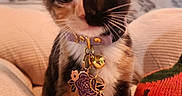 Gemini is registered to the contest to win money with this photo: animal, blanket, calico, cat, charms, closeup, collar, cozy, curious, cute, feline, indoor, kitten, knitted_pillow, pet, portrait, resting, soft_texture, strawberry_pillow, whiskers
