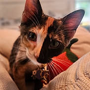 Gemini is registered to the contest to win money with this photo: animal, blanket, calico_cat, cat, close_up, colorful, cozy, curious, ears, eyes, face, feline, home, indoor, kitten, pet, soft_light, texture, toy, whiskers