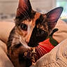 animal, blanket, calico_cat, cat, close_up, colorful, cozy, curious, ears, eyes, face, feline, home, indoor, kitten, pet, soft_light, texture, toy, whiskers