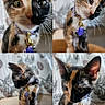 Gemini is registered to the contest to win money with this photo: animal, bell, calico_cat, close_up, collar, curious, cute, domestic_cat, ears, feline, floral_background, flower_charm, fur_pattern, indoor, kitten, multi_panel, pet, portrait, small_animal, whiskers