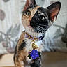 Gemini joined the competition — help win amazing prizes! animal, background_blur, bell, calico, cat, closeup, collar, cute, domestic, ears, feline, focus, fur, indoor, kitten, pet, portrait, sitting, whiskers, young