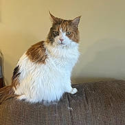 Princess Winter Rose joined the competition — help win amazing prizes! cat, calico, fluffy, sitting, indoor, furniture, couch, pet, animal, fur, whiskers, ears, tail, domestic, mammal, looking_away, side_view, home, relaxed, quiet