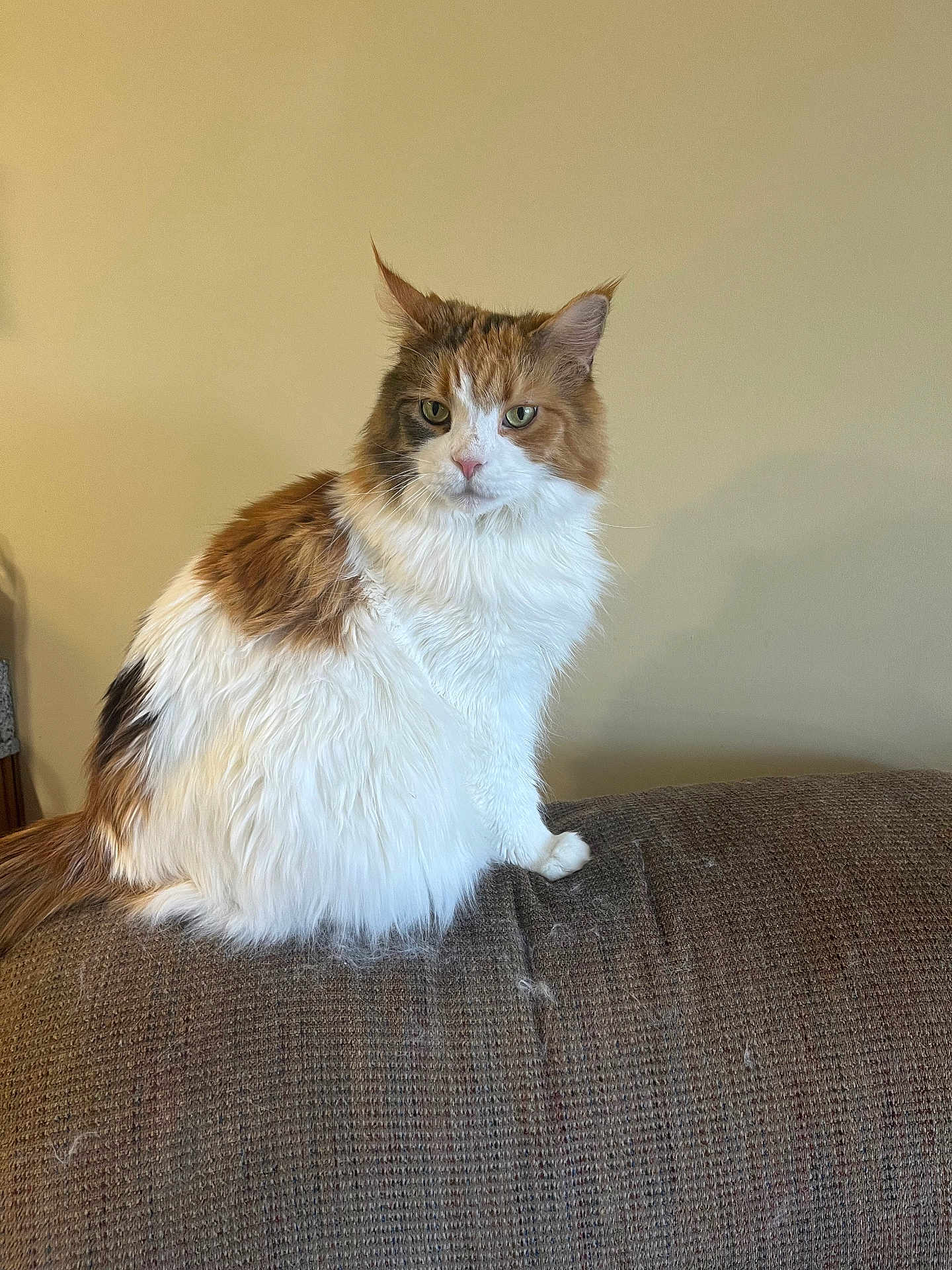 Princess Winter Rose joined the competition — help win amazing prizes! cat, calico, fluffy, sitting, indoor, furniture, couch, pet, animal, fur, whiskers, ears, tail, domestic, mammal, looking_away, side_view, home, relaxed, quiet