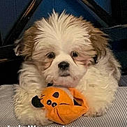 Ziggy is registered to the contest to win money with this photo: dog, puppy, fluffy, small_dog, white_fur, brown_fur, pet, toy, orange_toy, sitting, portrait, indoors, couch, blanket, cute, face, eyes, nose, social_media, screenshot