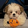 dog, puppy, fluffy, small_dog, white_fur, brown_fur, pet, toy, orange_toy, sitting, portrait, indoors, couch, blanket, cute, face, eyes, nose, social_media, screenshot