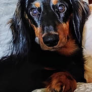 Snoopy is registered to the contest to win money with this photo: animal, black_and_tan, canine, close_up, companion, cushion, cute, dachshund, dog, domestic, ears, face, fur, indoor, looking, mammal, paw, pet, portrait, resting