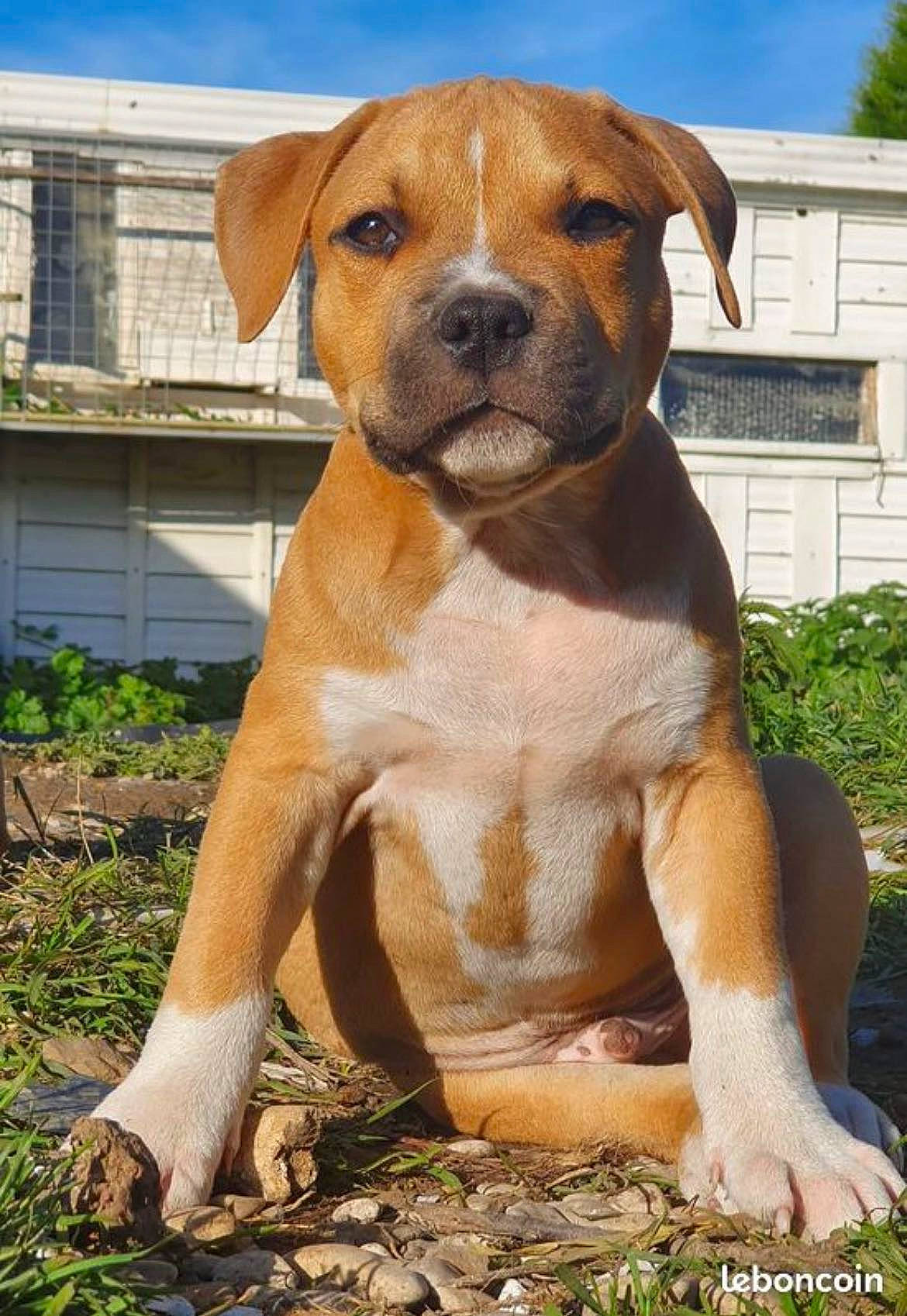 Timal participe au concours pour gagner de l'argent avec cette photo : art, carnivore, cloud, collar, companion_dog, dog, dog_breed, dog_collar, fawn, grass, liver, plant, sky, snout, sporting_group, terrestrial_animal, whiskers, window, working_animal, working_dog