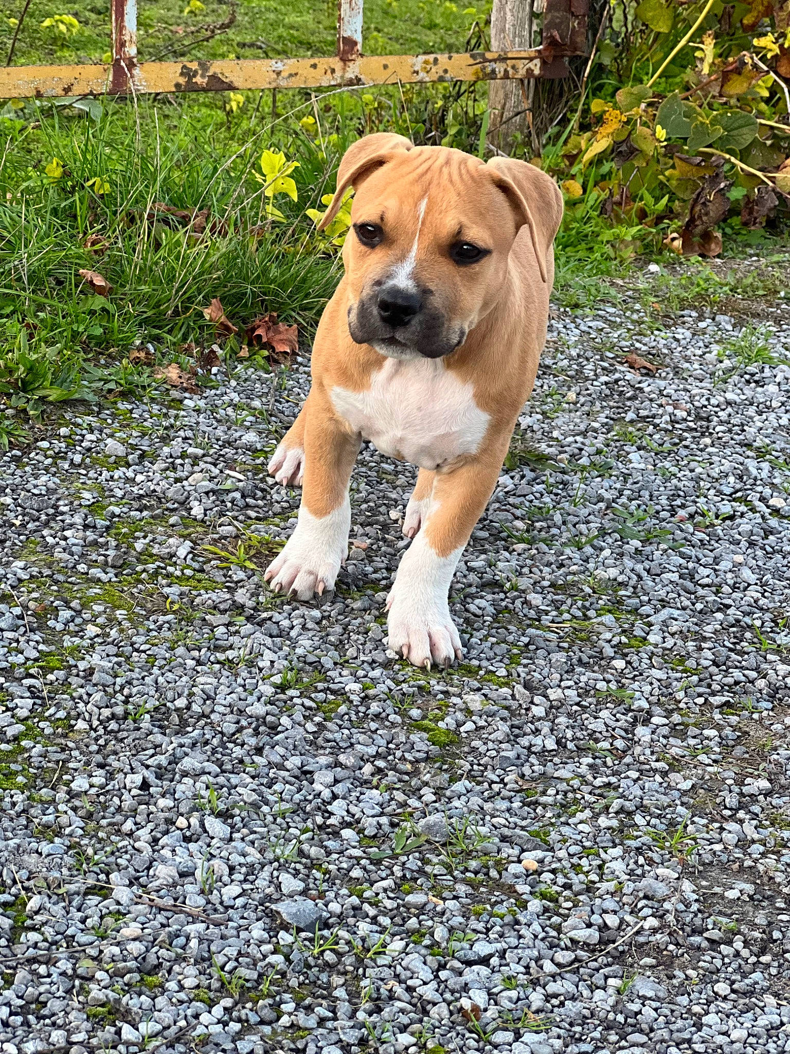 Timal a rejoint le concours — aidez-le/la à gagner de superbes lots ! annual_plant, carnivore, companion_dog, dog, dog_breed, fawn, flower, garden, grass, groundcover, guard_dog, herbaceous_plant, landscape, molosser, people_in_nature, plant, soil, tail, tree, working_dog