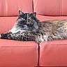 Musya joined the competition — help win amazing prizes! animal, cat, coral_couch, curious, cute, domestic, eyes, feline, fluffy, fur, half_black_half_brown_face, home, indoor, leather, lounging, mammal, pet, relaxed, resting, whiskers