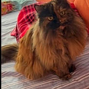 Musya joined the competition — help win amazing prizes! animal, bed, bedspread, cat, curious, cute, domestic, ears, feline, fluffy, fur, indoor, long_hair, looking, orange_headboard, pet, plaid_blanket, relaxed, striped, whiskers