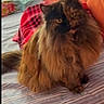 animal, bed, bedspread, cat, curious, cute, domestic, ears, feline, fluffy, fur, indoor, long_hair, looking, orange_headboard, pet, plaid_blanket, relaxed, striped, whiskers