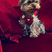 Virgule participe au concours pour gagner de l'argent avec cette photo : alert, animal, butterfly_emblem, companion, cozy, cute, dog, domestic_animal, fluffy, fur, home, indoor, pet, puppy, red_couch, red_harness, side_view, sitting, small_dog, velvet_couch