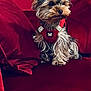 alert, animal, butterfly_emblem, companion, cozy, cute, dog, domestic_animal, fluffy, fur, home, indoor, pet, puppy, red_couch, red_harness, side_view, sitting, small_dog, velvet_couch