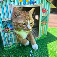 Fred is registered to the contest to win money with this photo: cat, orange_cat, white_paws, cardboard_house, colorful, bird_illustrations, flowers, green_grass, yarn_ball, multicolored_yarn, outdoor, sunny, pet, playful, curious, animal, feline, closeup, toy, nature
