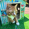 cat, orange_cat, white_paws, cardboard_house, colorful, bird_illustrations, flowers, green_grass, yarn_ball, multicolored_yarn, outdoor, sunny, pet, playful, curious, animal, feline, closeup, toy, nature