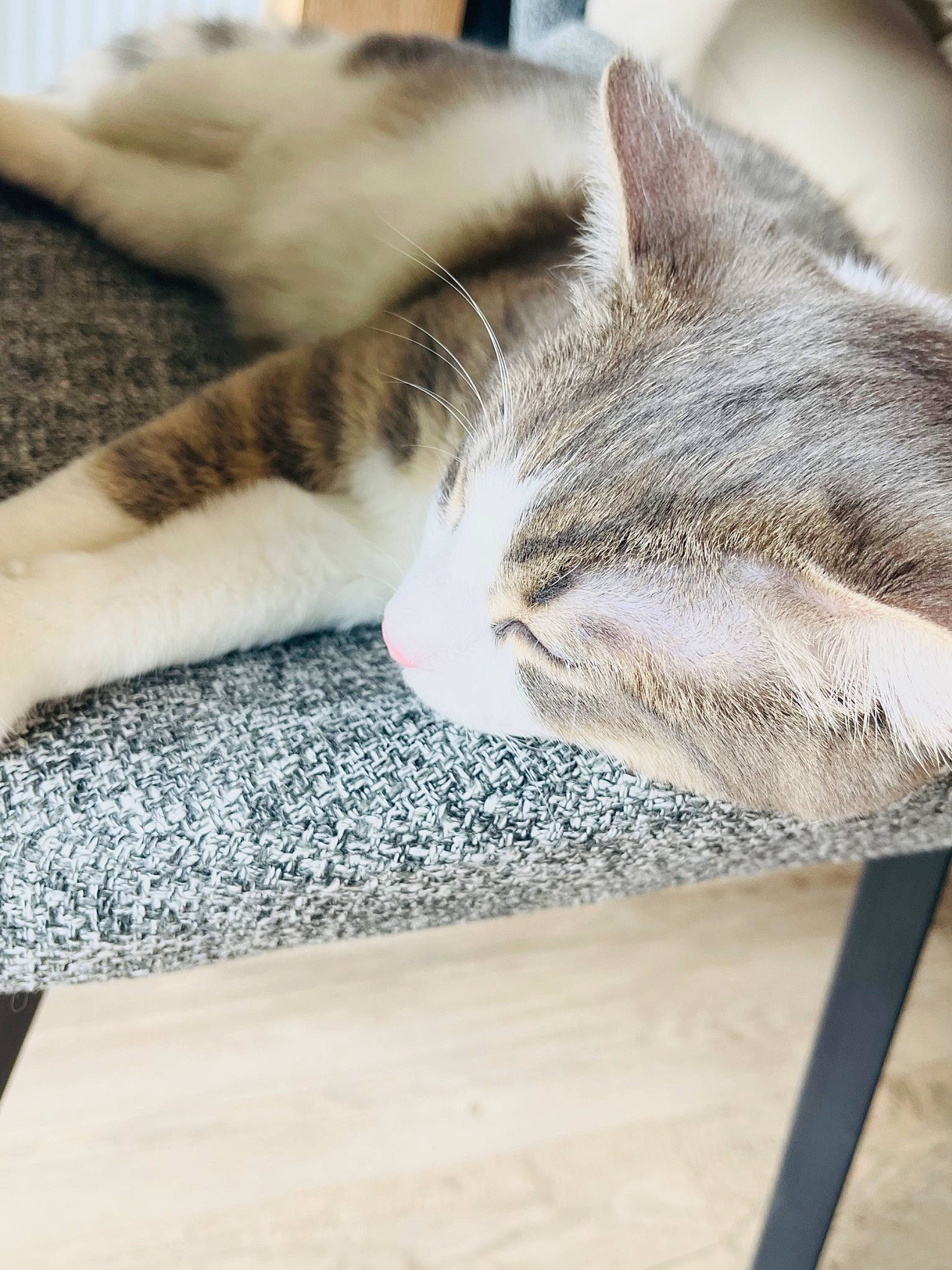 Leon participe au concours pour gagner de l'argent avec cette photo : carnivore, cat, claw, comfort, domestic_short_haired_cat, felidae, flooring, fur, grey, hardwood, linens, mammal, metal, paw, small_to_medium_sized_cats, snout, tail, vertebrate, whiskers, wood