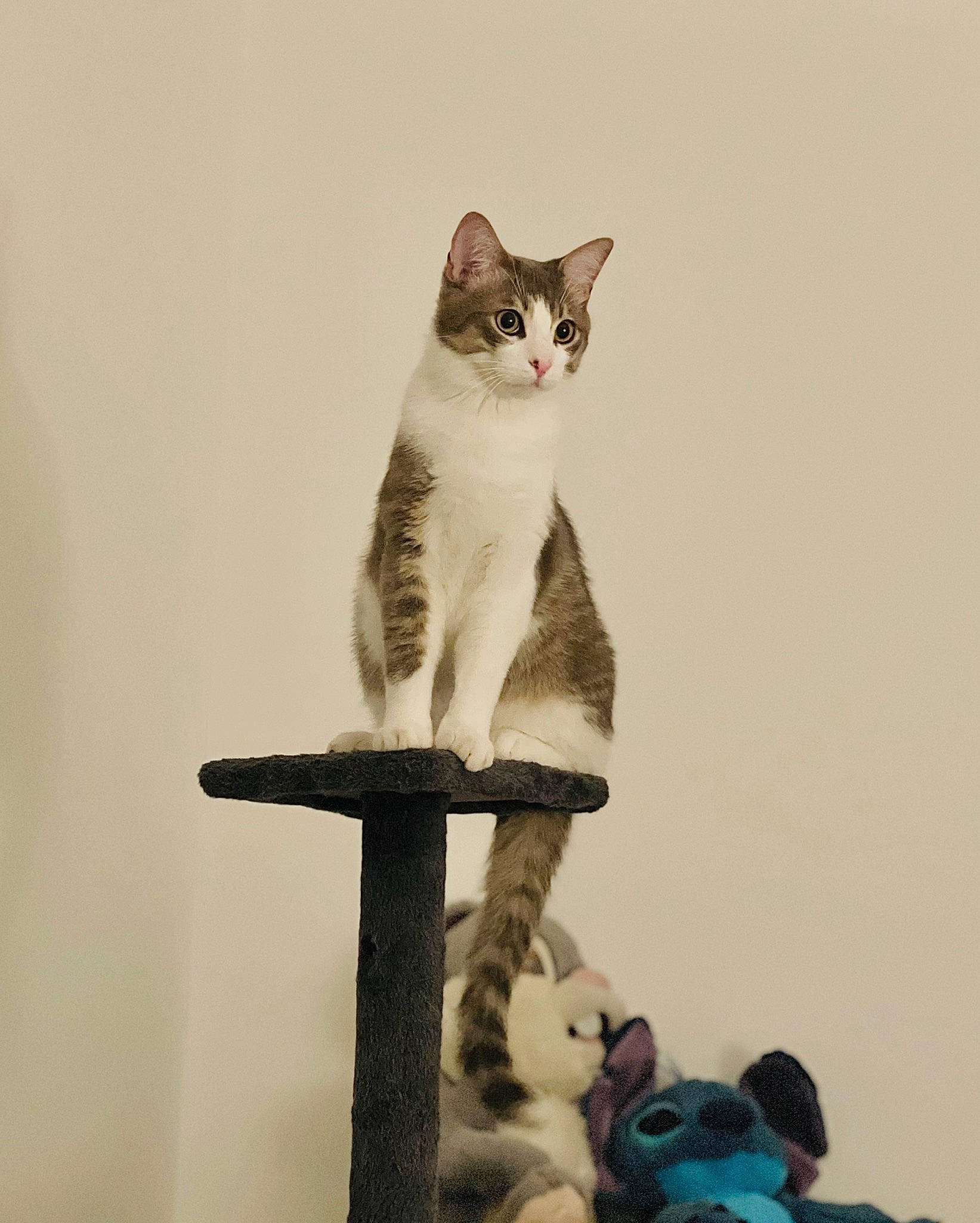 Leon participe au concours pour gagner de l'argent avec cette photo : art, carnivore, cat, cat_supply, domestic_short_haired_cat, felidae, fur, grey, pet_supply, shelf, sitting, small_to_medium_sized_cats, stuffed_toy, tail, toy, whiskers, wood